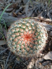Mammillaria jaliscana