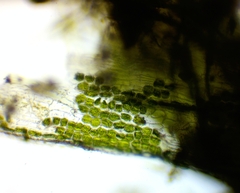 Ceratophyllum