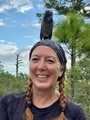 Aphelocoma coerulescens