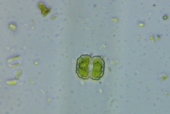 Cosmarium