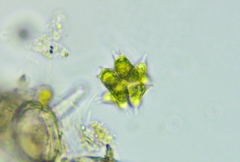 Sorastrum spinulosum