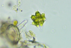 Sorastrum spinulosum