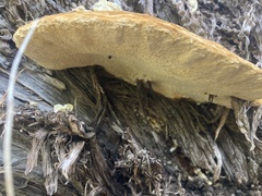 Pyrofomes juniperinus
