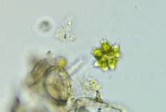 Sorastrum spinulosum