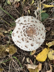 Chlorophyllum brunneum