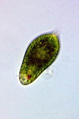 Euglena oblonga
