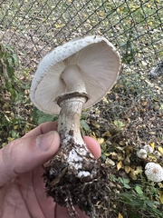 Chlorophyllum brunneum