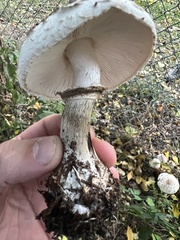 Chlorophyllum brunneum