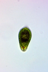 Euglena oblonga