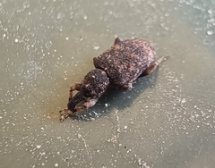 Anorthorhinus