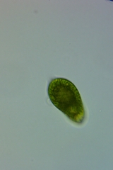 Euglena oblonga