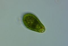 Euglena oblonga