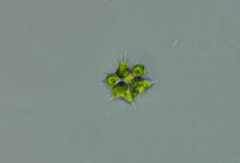 Coelastrum