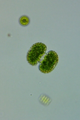 Cosmarium