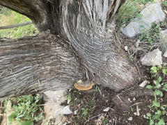 Pyrofomes juniperinus