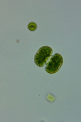 Cosmarium