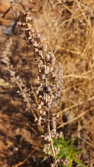 Vitex agnus-castus