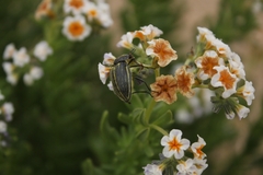 Geoborus rugipennis