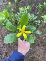 Osteospermum moniliferum