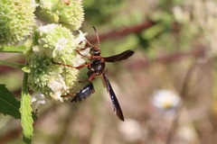 Isodontia exornata