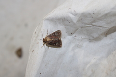 Sideridis congermana