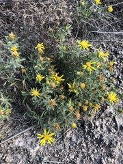 Heterotheca stenophylla