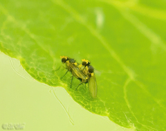 Agromyzidae