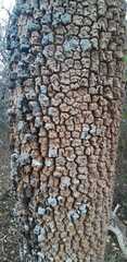 Aspidosperma quebracho-blanco