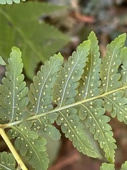 Macrothelypteris torresiana
