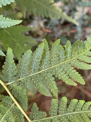 Macrothelypteris torresiana