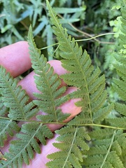 Macrothelypteris torresiana