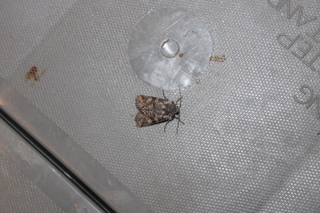 Snaky Arches Moth
