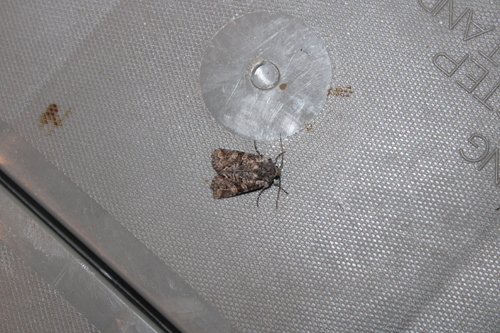 Snaky Arches Moth