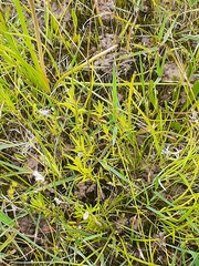 Leptorhynchos squamatus