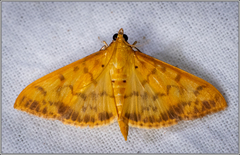 Patania balteata