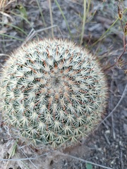 Mammillaria jaliscana