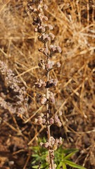 Vitex agnus-castus