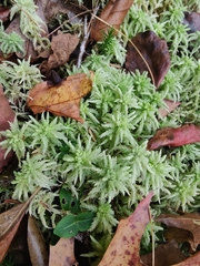 Sphagnum palustre