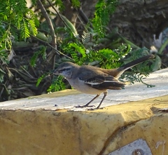 Mimus triurus