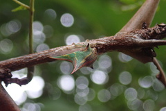 Umbonia