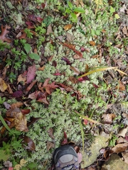 Sphagnum palustre