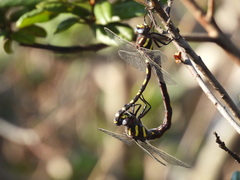 Cordulegaster dorsalis