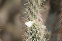 Pontia beckerii