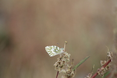 Pontia beckerii