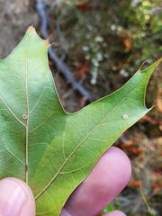 Polystepha globosa