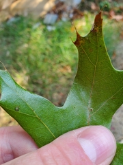 Polystepha globosa
