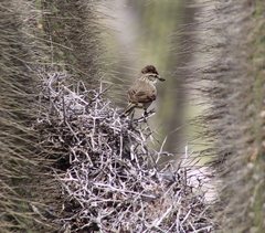 Leptasthenura aegithaloides