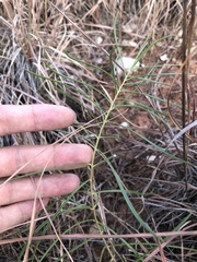Asclepias stenophylla