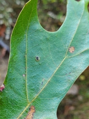 Polystepha globosa