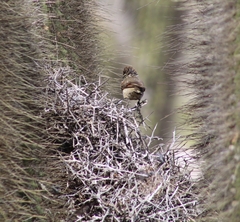Leptasthenura aegithaloides